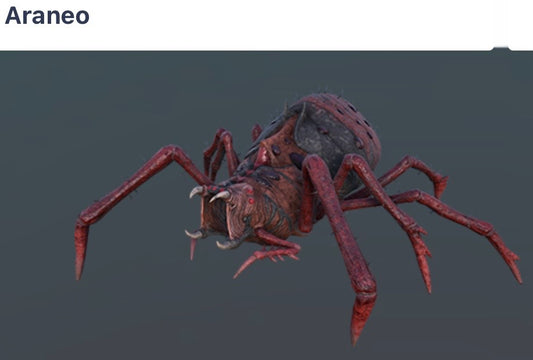 Araneo