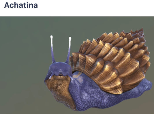 Achatina